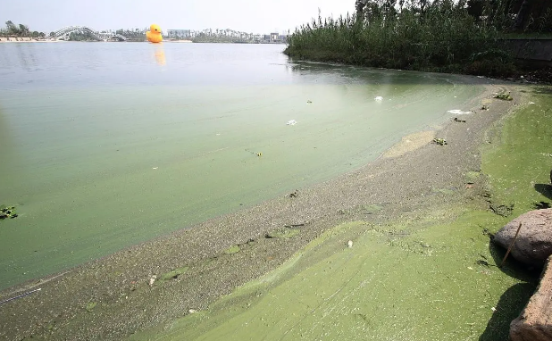 1695263643220049.png 有機物污染.png