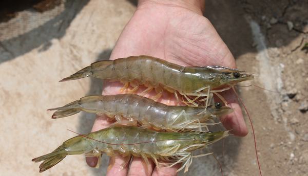 1704854934556373.jpg 對蝦.jpg