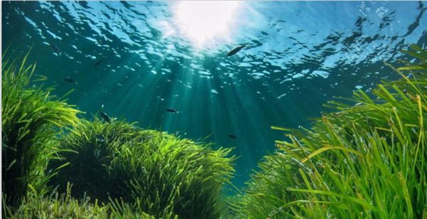 1717484065821425.jpeg 陽光.jpeg