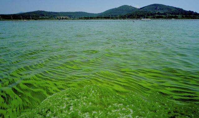 1717572428134181.jpg 水體富營養化.jpg