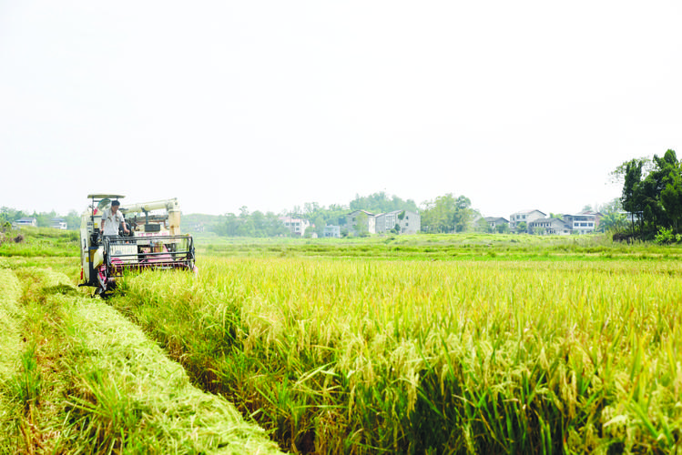 1729056993656622.jpeg 農業.jpeg