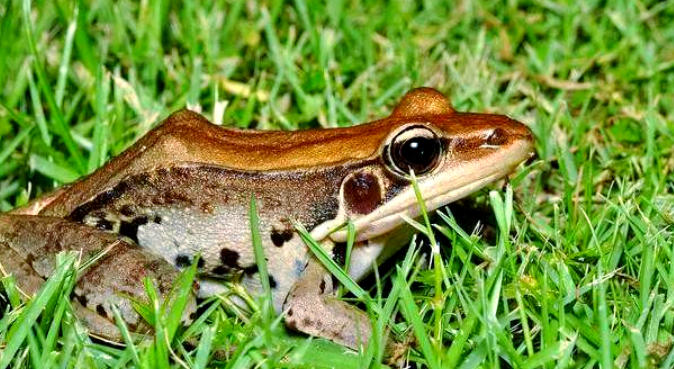 1762137597844435.jpg 蛙類.jpg