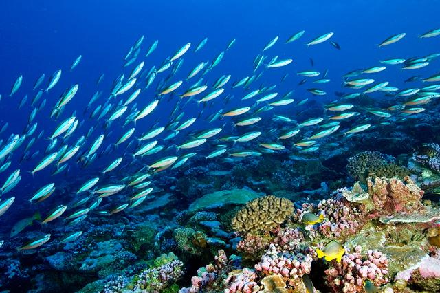 1765162085504334.jpg 海洋生態(tài)系統(tǒng).jpg