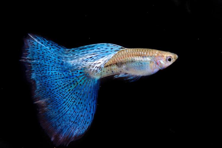 觀賞魚.jpg